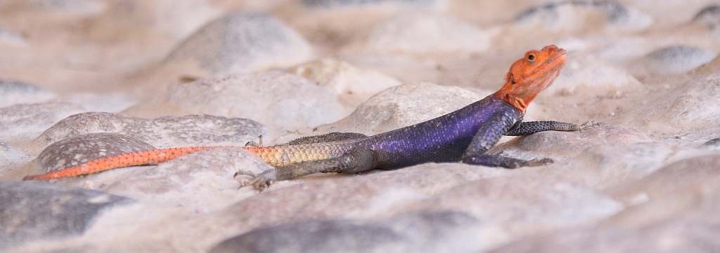 J17_0498 Namib Rock Agama, male.jpg